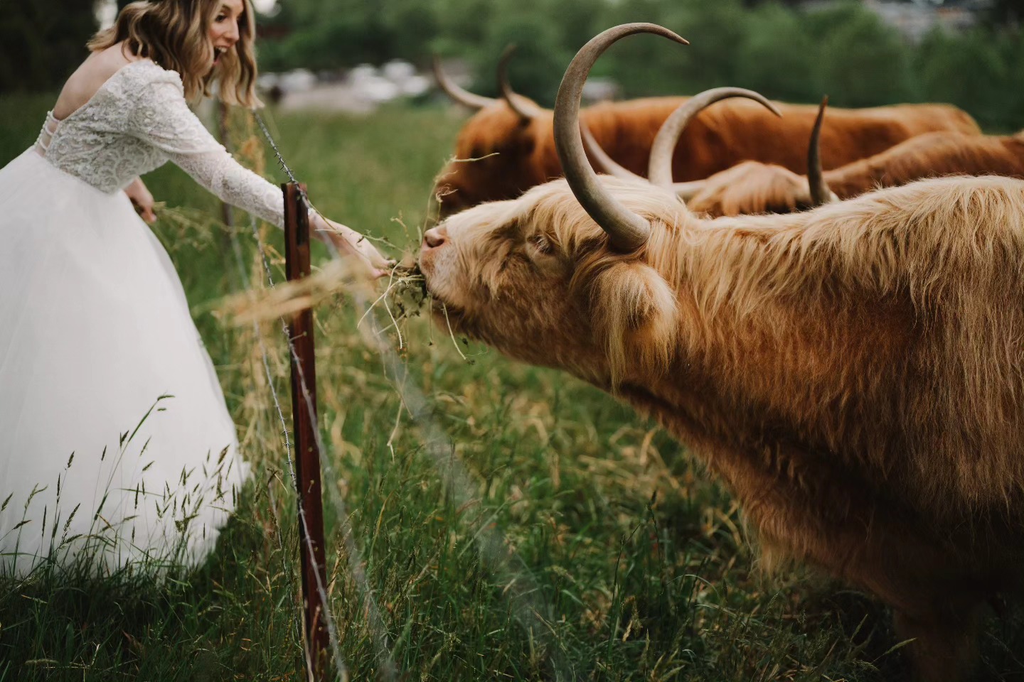 bride feeding farm animals in moss vale
